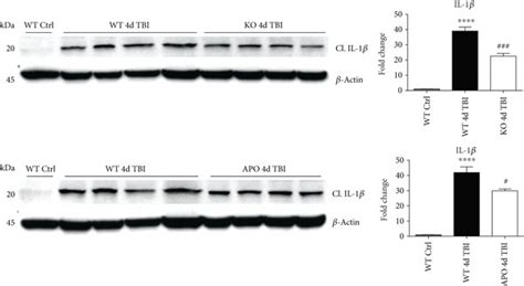 Additional Western Blots For Il 1β Blot Showing Cleaved Il 1β Product