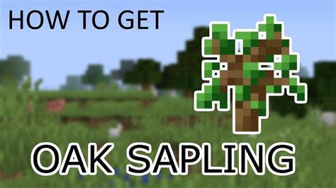 How To Get Oak Saplings In Minecraft Guide Tutorial Youtube