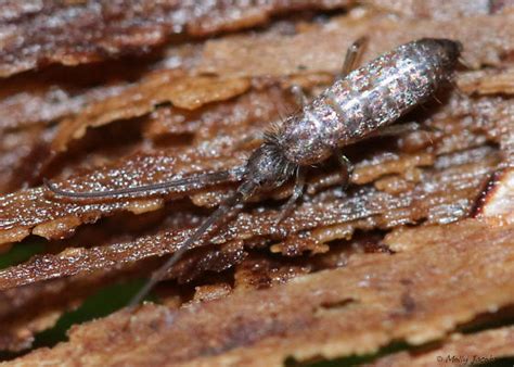 Pogonognathellus Pogonognathellus Bugguide