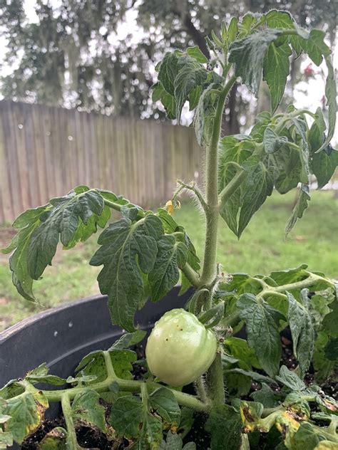 Tomato Plant Garden Container Free Photo On Pixabay Pixabay