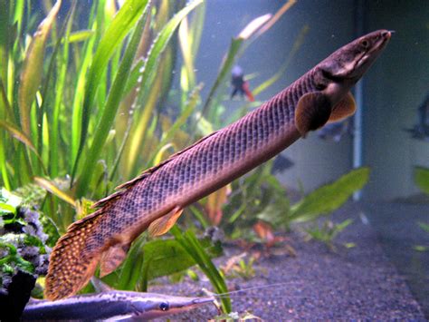 Polypterus Palmas Polli Andripogo Flickr