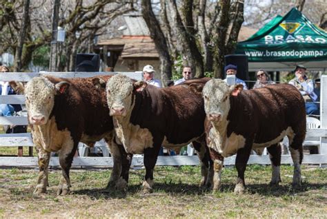 Exposi Es De Primavera Abrem Novo Ciclo Do Ranking Hereford E Braford