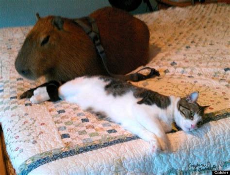 Capybara, Rodent Of Unusual Size, Loves To Hug Cats (PHOTOS) | HuffPost ...