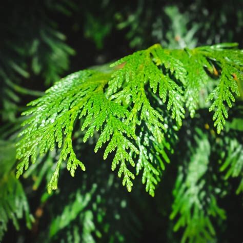 How to Identify Conifer Trees: Pine, Fir, Spruce, Juniper & More