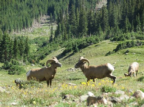 Big Horn Sheeprocky Mountain National Parkmountainslandscapescenery