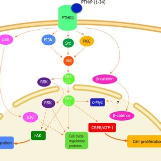 Molecular Mechanisms Involved In Parathyroid Hormone Related Peptide