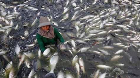 Materi Tertayang Penyuluhan Perikanan KLASIFIKASI Ikan Nila Tilapic