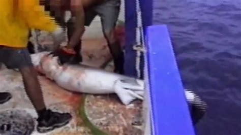 Shark Finning Cruelty - YouTube