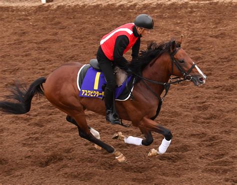 【菊花賞】アスクビクターモア豪快坂路2本 3冠最終戦へ調整順調 競馬写真ニュース 日刊スポーツ