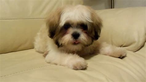 Cute Shih Tzu Puppy Barking Youtube