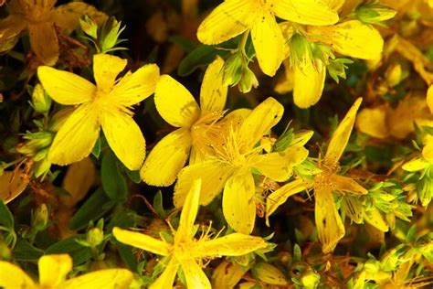 Hypericum Perforatum Flores O Flores Comunes De Hierba De San Juan En