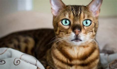 Are Bengal Cats Aggressive My British Shorthair Cat Adoption And