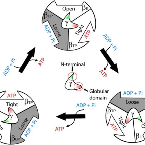 Model Of The Atp Synthesis Binding Change Mechanism The Three Different