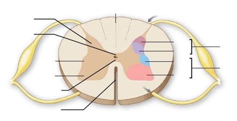 Gray Matter In Spinal Cord Diagram Quizlet