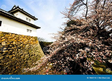 Sakura In Bloom Stock Photo Cartoondealer