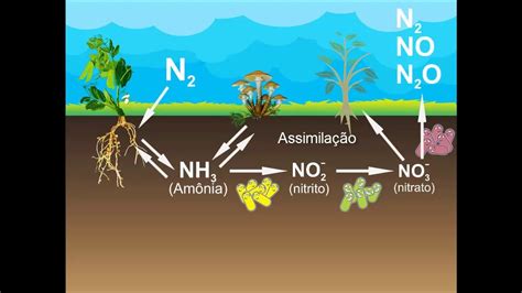 Bactérias Importância Biologia A Ciência Da Vida