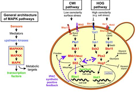 General Organization Of Mapk Pathways In Eukaryotes And Schematic Download Scientific Diagram