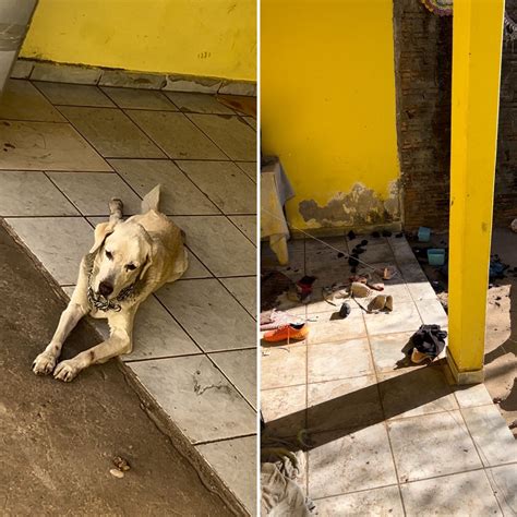 Cachorro Fome E Sinais De Maus Tratos Resgatado Ap S Ser