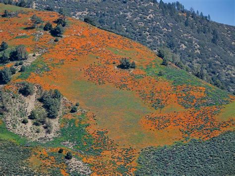 Figueroa Mountain Wildflower Bloom – edhat