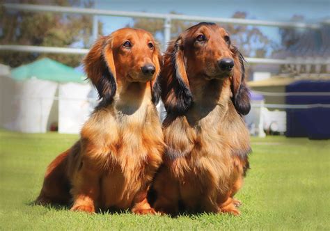 Miniature Long Haired Dachshunds From Dikerdachs Kennels Off