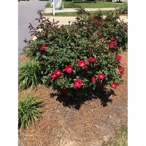 Spring Hill Nurseries Red Flowering Top Gun Shrub Rose 1 Pack In Bare Root At