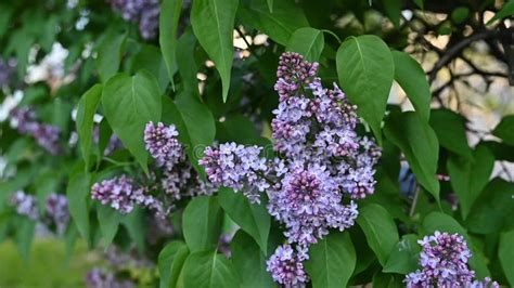 Beautiful Purple Lilac Branches Swaying In The Wind Slow Motion Branches On Tree Stock Video