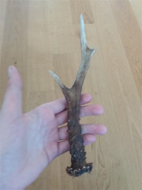 roe deer antler : r/shedhunting
