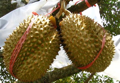 Tanaman Durian Montong