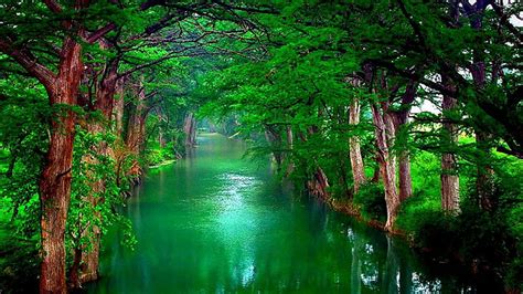 River Between Green Trees Forest Reflection On Water Hd Nature