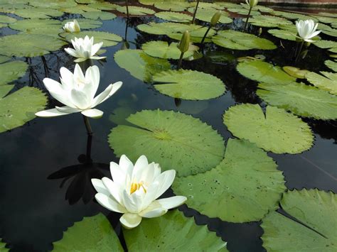 white lotus day ts adyar