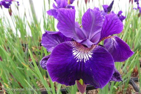 Iris Siberian Ruffled Velvet Cheyenne Tree Farm Trees Shrubs