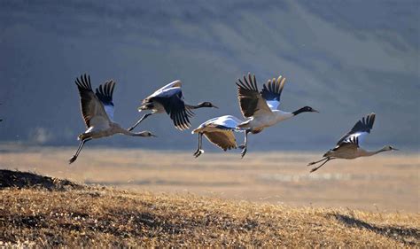 Black Necked Crane in Phobjikha – AAA Tours & Treks