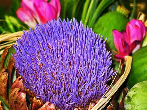 Alcachofra Vegetais Comida Foto Gratuita No Pixabay Pixabay