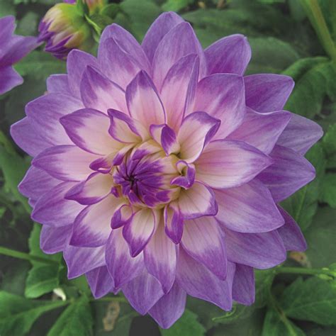 Buy Blue Wish Dahlia Bulbs Decorative Dahlias Brecks