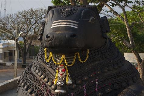 अजब गजब देश के इन मंदिरों में देवी देवता नहीं बल्कि जानवरों की होती है