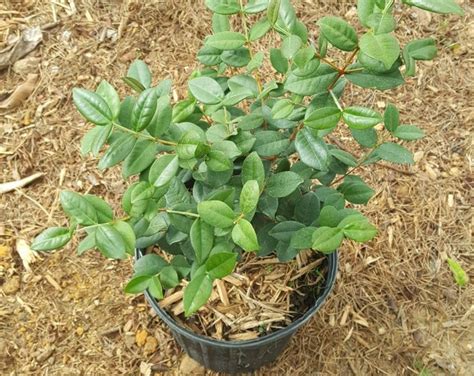 Pitangatuba Star Cherry Eugenia Selloi Plant In 2 Gallon Nursery Pot