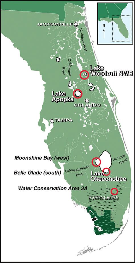 Crocodiles In Florida Map Alvera Marcille