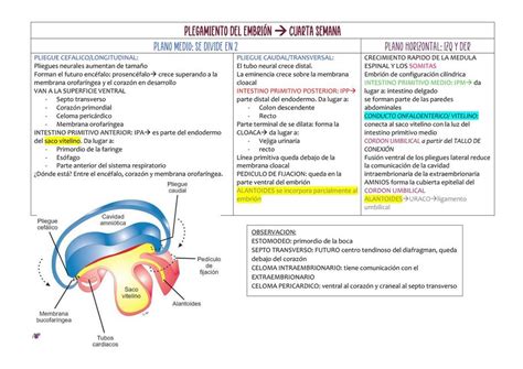 Periodo Embrionario Y Fetal Ale PM UDocz