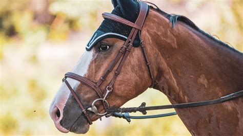 Choisir les meilleurs équipements équestres pour cavalier et cheval