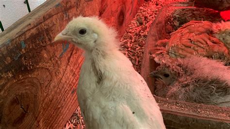 Chickens 4 Weeks Old Youtube