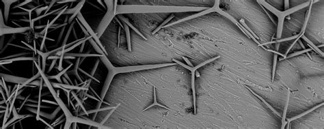 Sponges and Spicules – Geological Oceanography Lab