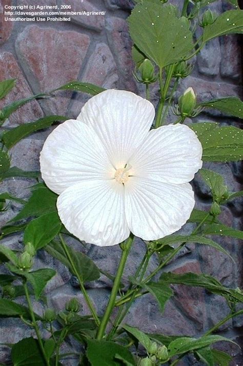 Plantfiles Pictures Hardy Hibiscus Rose Mallow Swamp Mallow Blue River Ii Hibiscus