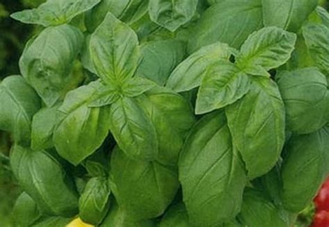 Базилик Карлик: отзывы тех, кто его выращивал, руководство по уходу за ...
