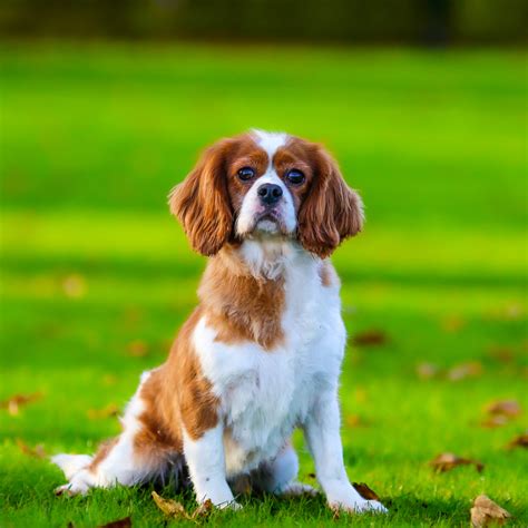 Coco Aandt Trained Dogs