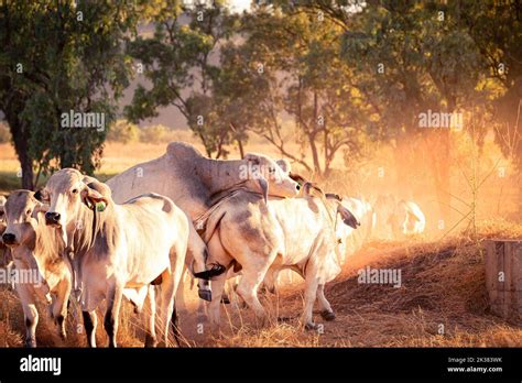 White Bulls In The Yards On A Remote Cattle Station In Northern