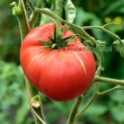 Brandywine Red Nasiona Pomidory Nasiona i sadzonki pomidorów i