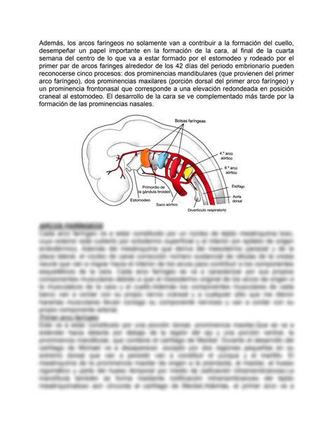 SOLUTION Embriolog A Del Desarrollo De Cabeza Y Cuello Studypool