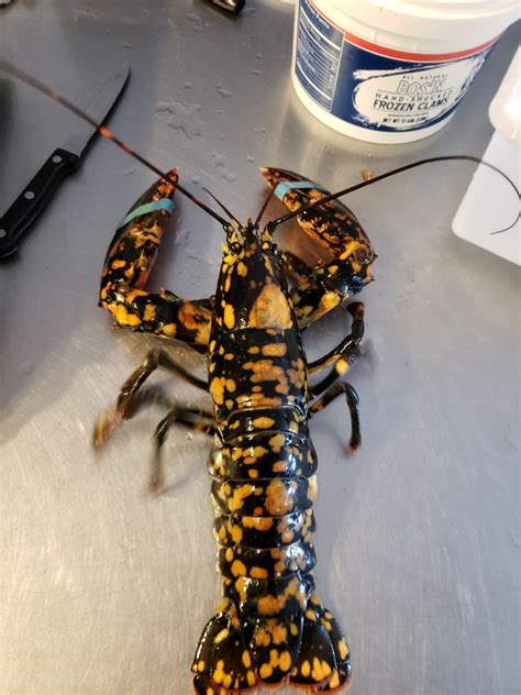 Rare white lobster caught off Chebeague Island