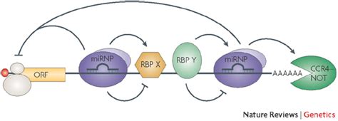 Possible Interplay Between Rna Binding Proteins And Download