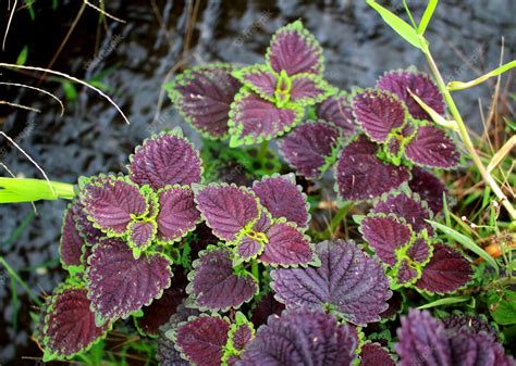 Premium Photo Coleus Plant Mosaik Burgundy Velvet Coleus Scutellarioides